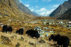 Top 5 trekking Destination in Nepal 4 langtang valley trek