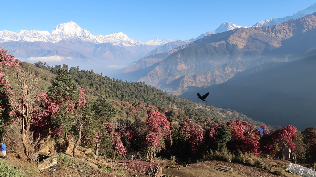 Top 7 Critical Mistakes to Avoid When Planning Your Nepal Trek 2 blooming rhododendron